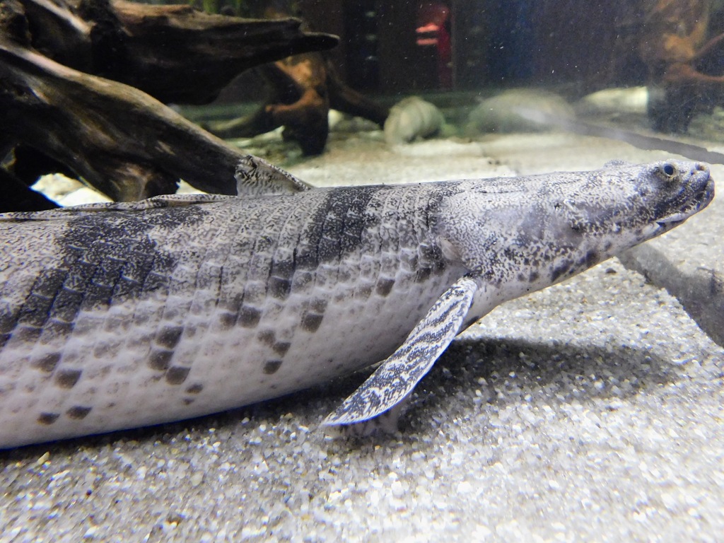 ポリプテルス・エンドリケリー(カワスイ　川崎水族館)