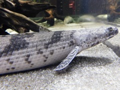 ポリプテルス・エンドリケリー(カワスイ　川崎水族館)