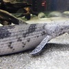 ポリプテルス・エンドリケリー(カワスイ　川崎水族館)