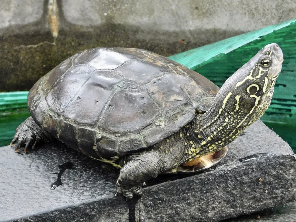 クサガメ(夢見ヶ崎動物公園)