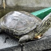 クサガメ(夢見ヶ崎動物公園)
