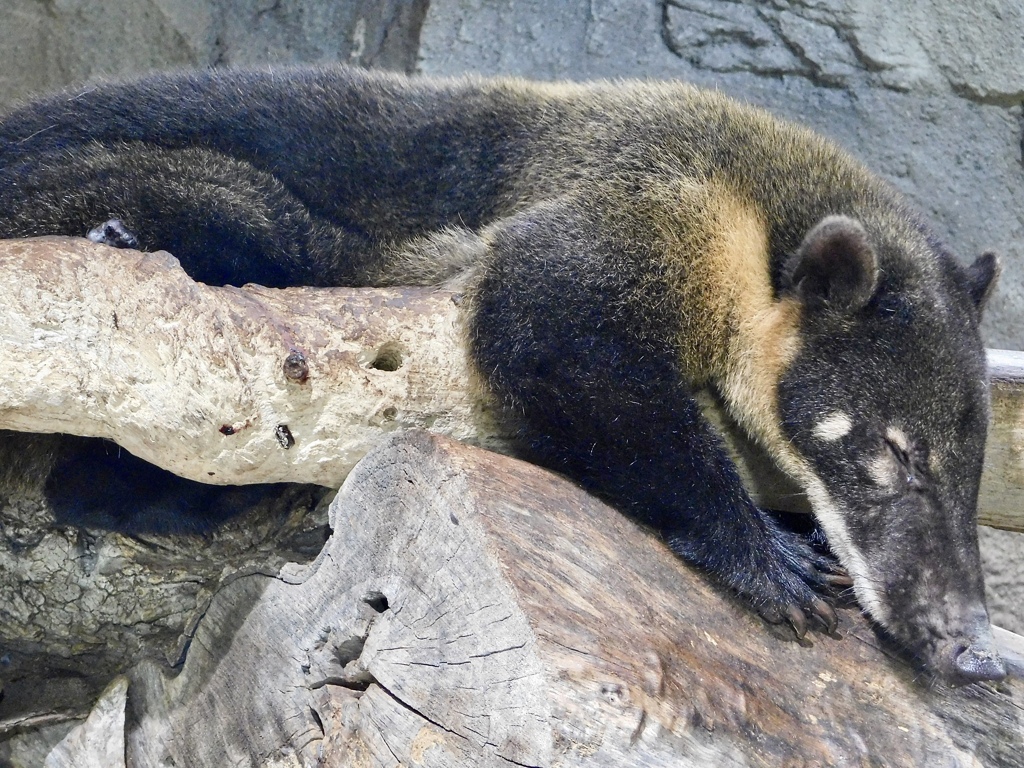 アカハナグマ(神戸どうぶつ王国)