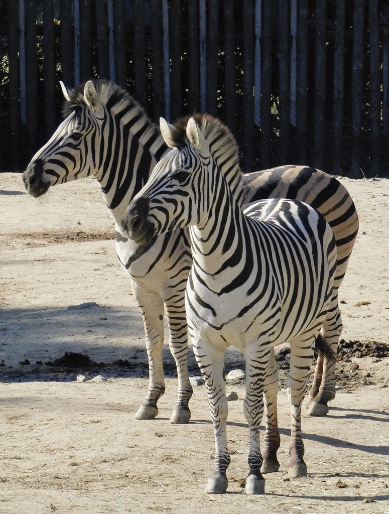 グラントシマウマ(東武動物公園)