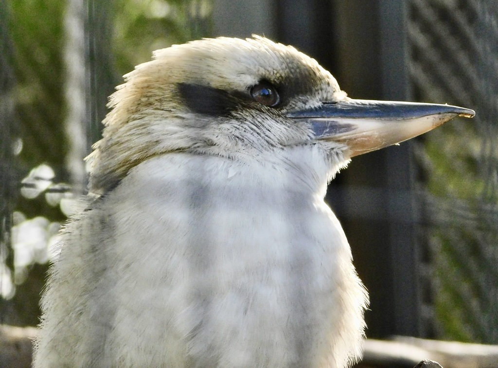 ワライカワセミ(江戸川区自然動物園)