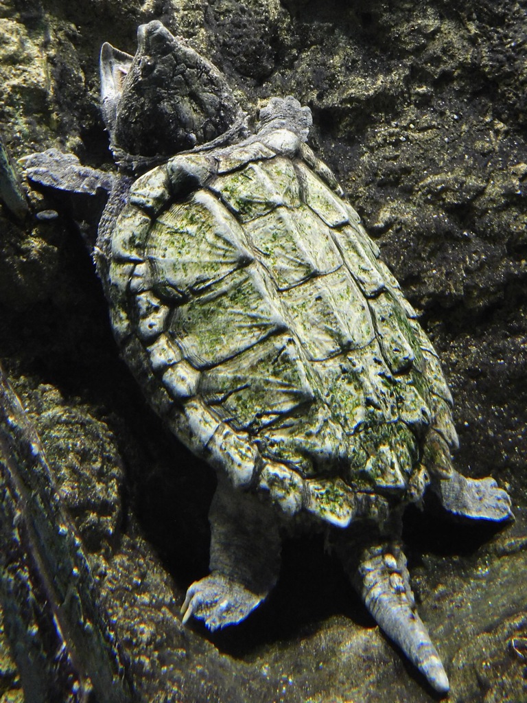 ワニガメ(天王寺動物園)