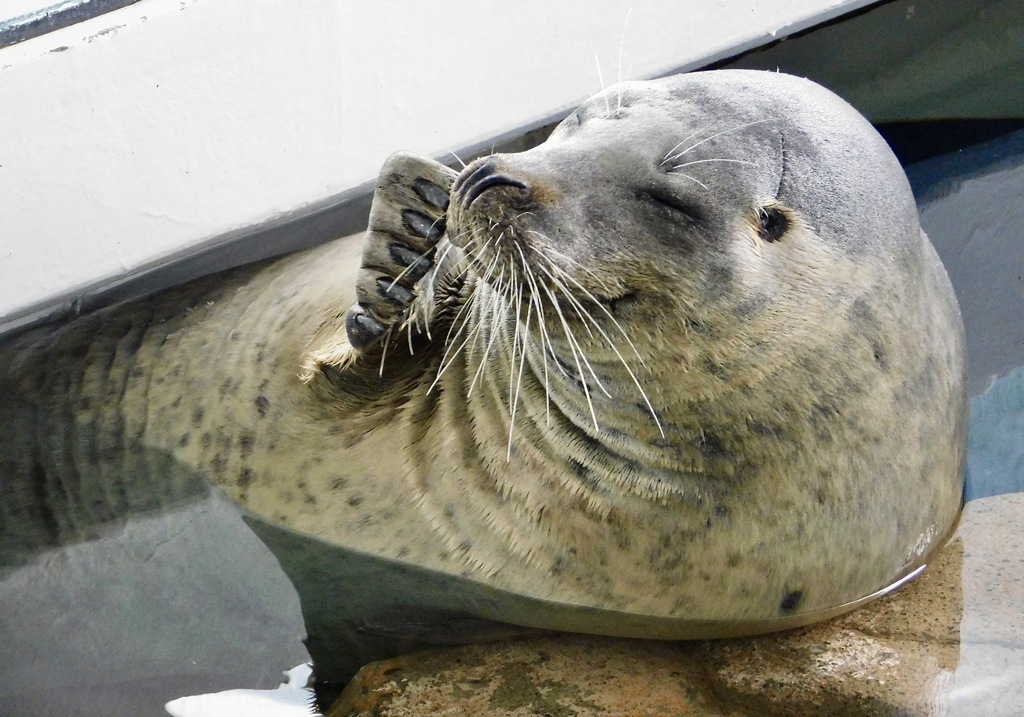 ゴマフアザラシ(しながわ水族館)