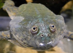 マルメタピオカガエル(カワスイ　川崎水族館)