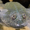 マルメタピオカガエル(カワスイ　川崎水族館)