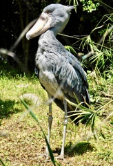 ハシビロコウ(上野動物園)