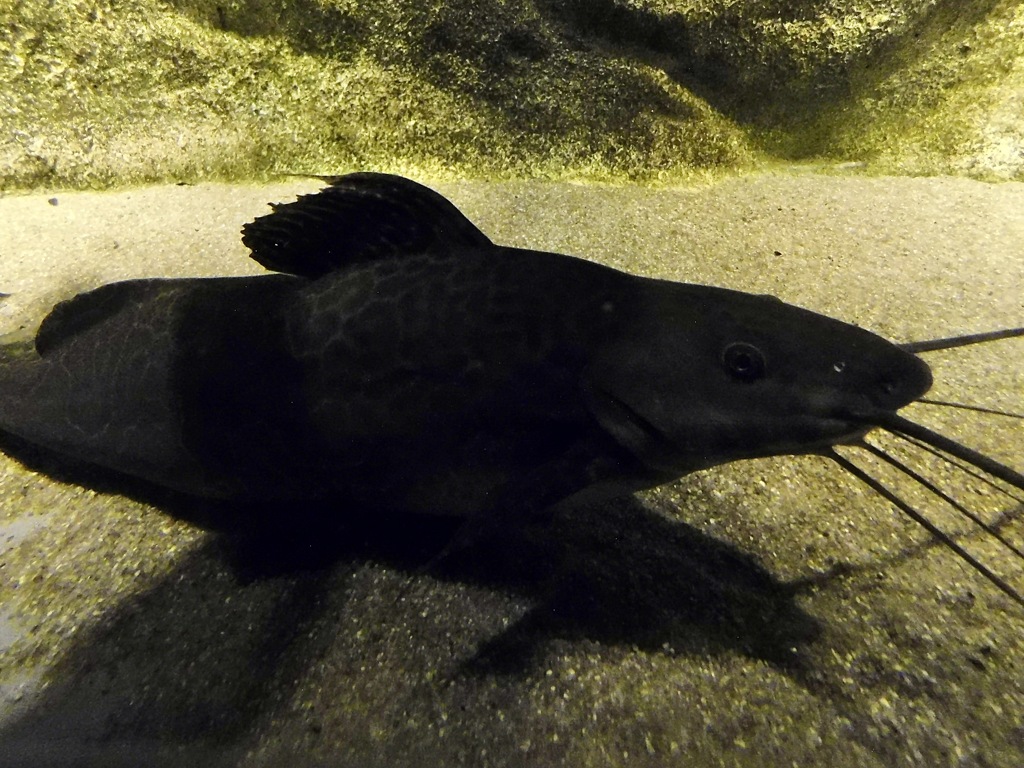 スポッテッドピニランプス(カワスイ　川崎水族館)