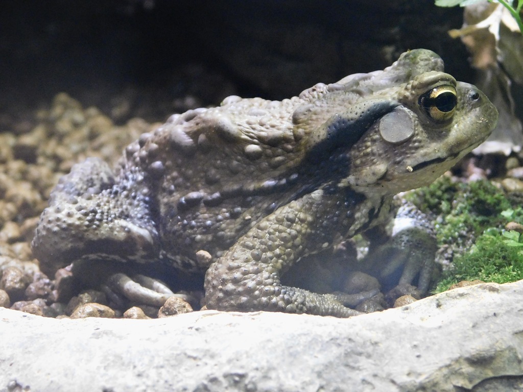 アズマヒキガエル(上野動物園)