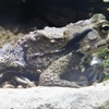 アズマヒキガエル(上野動物園)