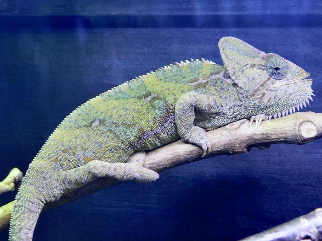 エボシカメレオン(上野動物園)