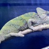 エボシカメレオン(上野動物園)