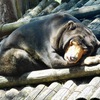 マレーグマ(上野動物園)