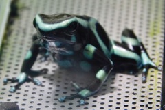 マダラヤドクガエル(カワスイ　川崎水族館)