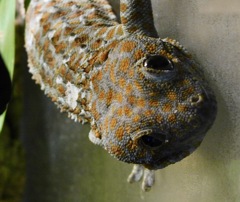トッケイヤモリ(カワスイ　川崎水族館)