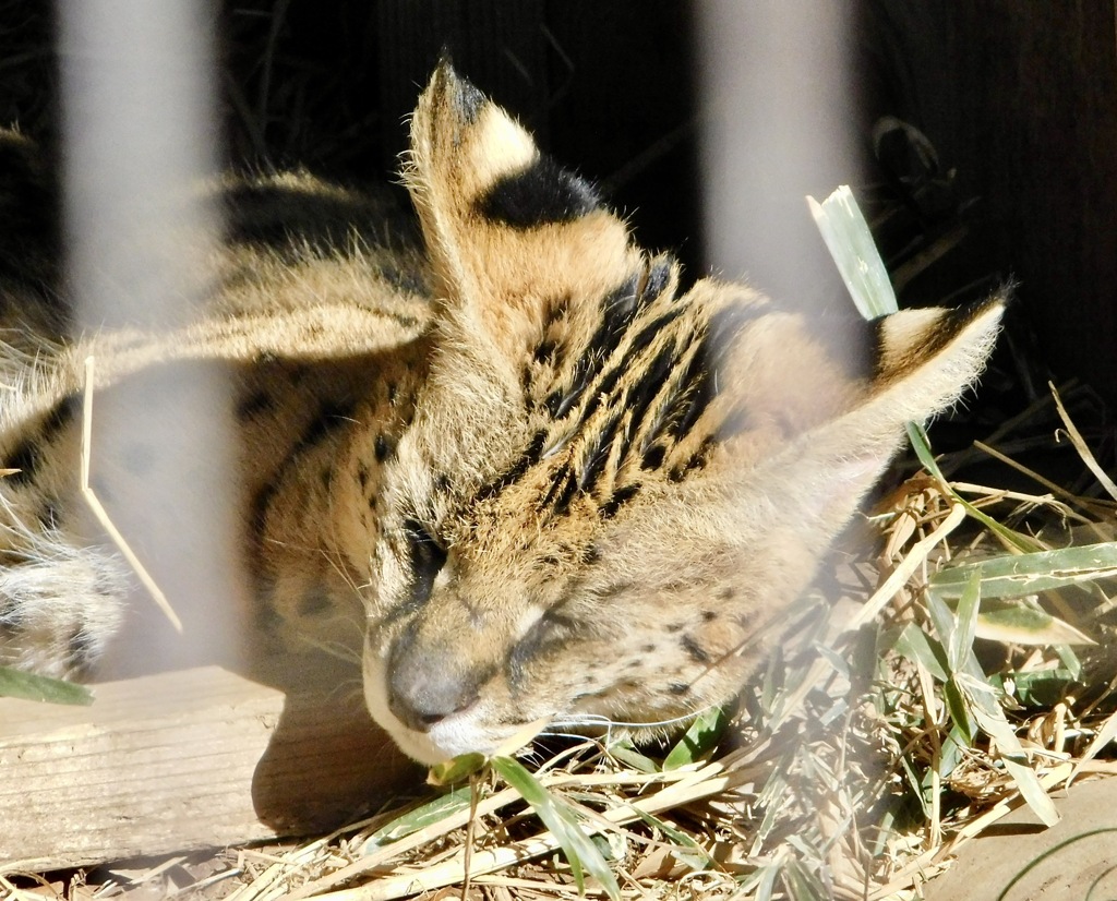サーバル(多摩動物公園)