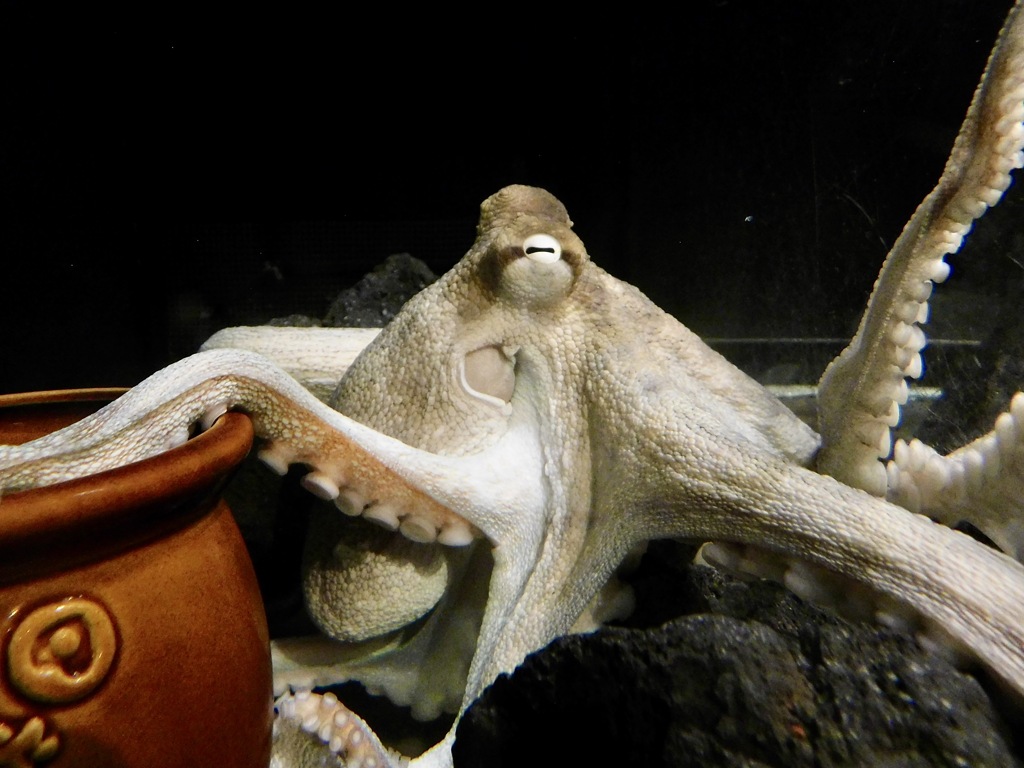 マダコ(しながわ水族館)