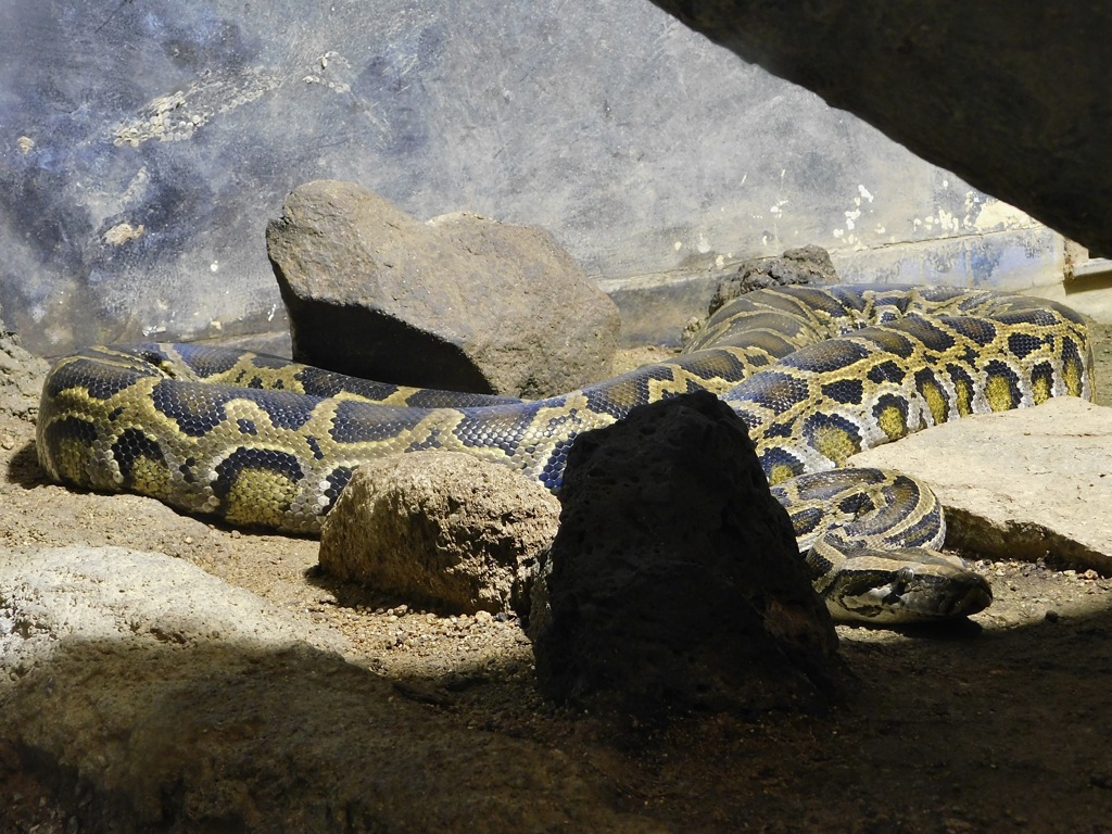 ビルマニシキへビ(天王寺動物園)