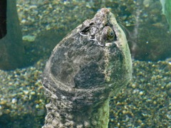 カミツキガメ(井の頭自然文化園)