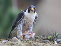 はやぶさくんモーニング中