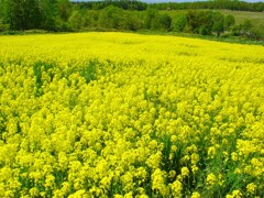 菜の花