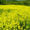 菜の花