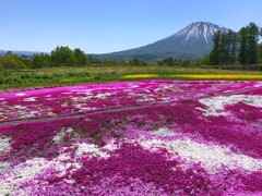 シバザクラ