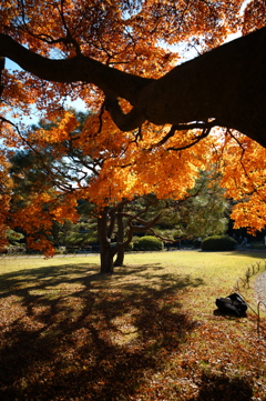 木陰から見る紅葉