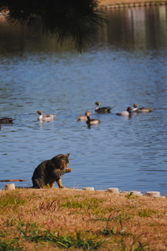 鴨に興味なし