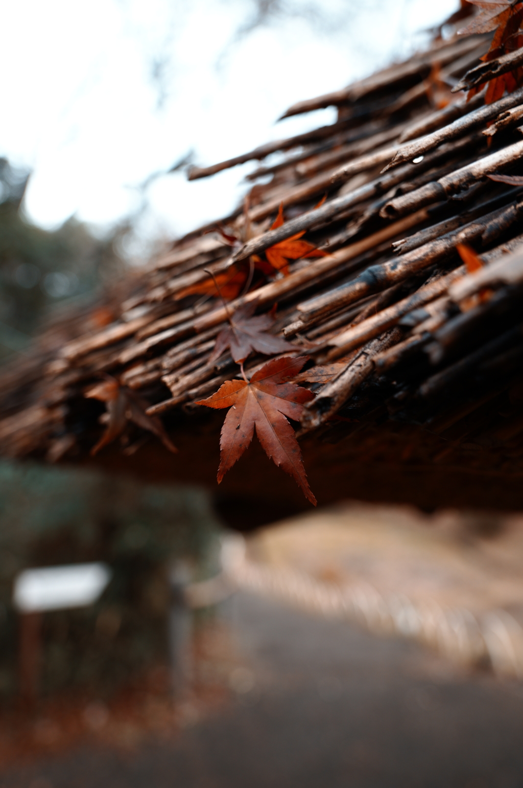 屋根のもみじ