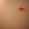 壁に金魚