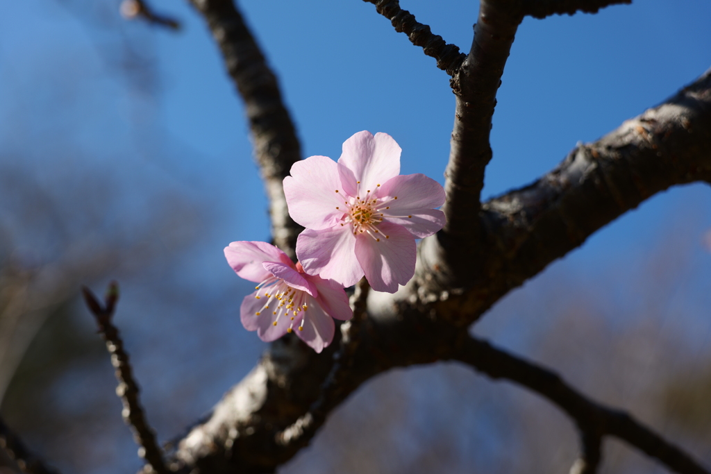 春の訪れ