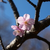 春の訪れ