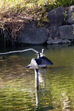 なかなか飛び立たず