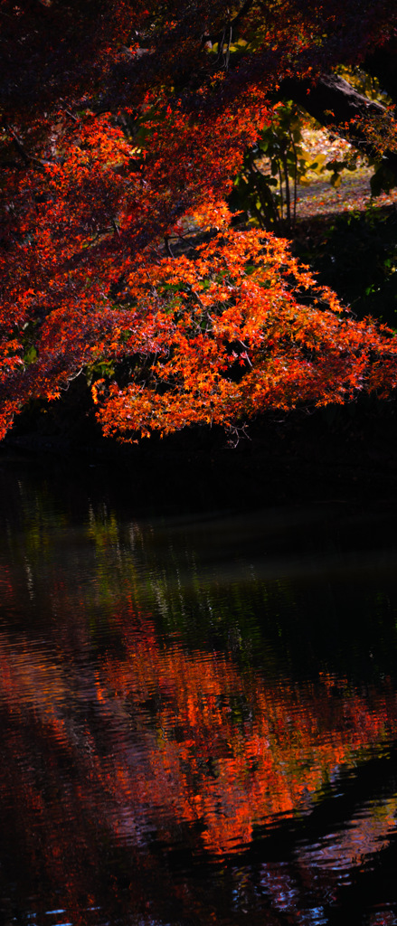 水面の紅葉