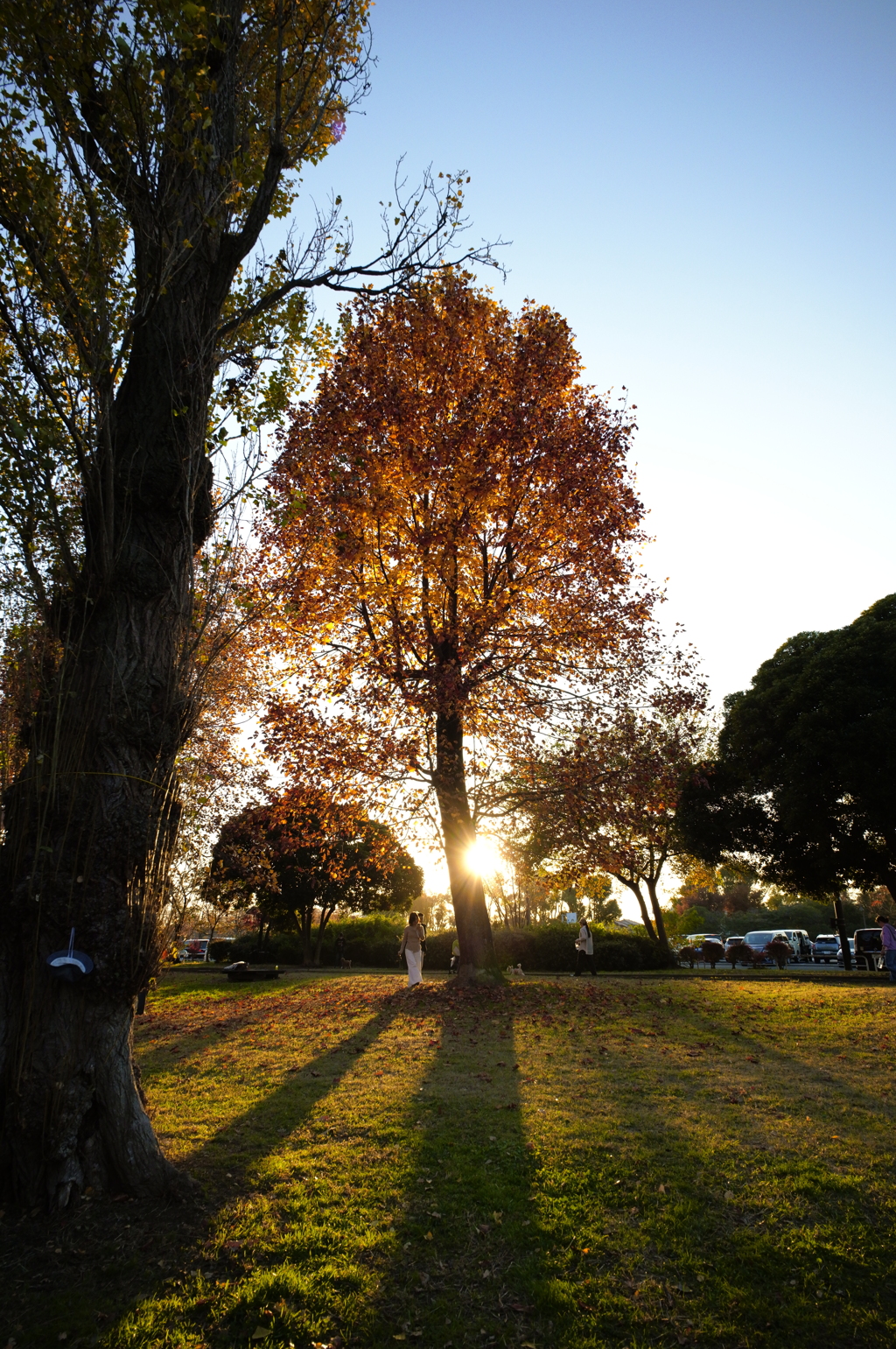 夕日に照らされて
