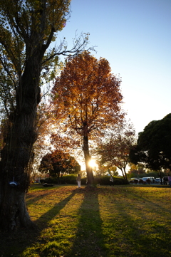 夕日に照らされて