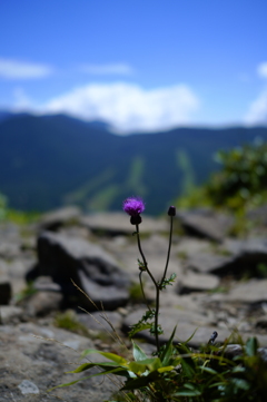 山に咲く一輪の花