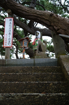 坂の上のキツネ