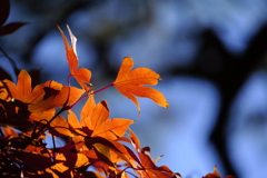 青空と紅葉