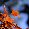 青空と紅葉
