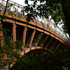 緑の中の橋