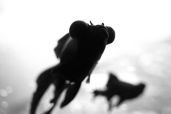 モノクロ金魚