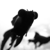 モノクロ金魚