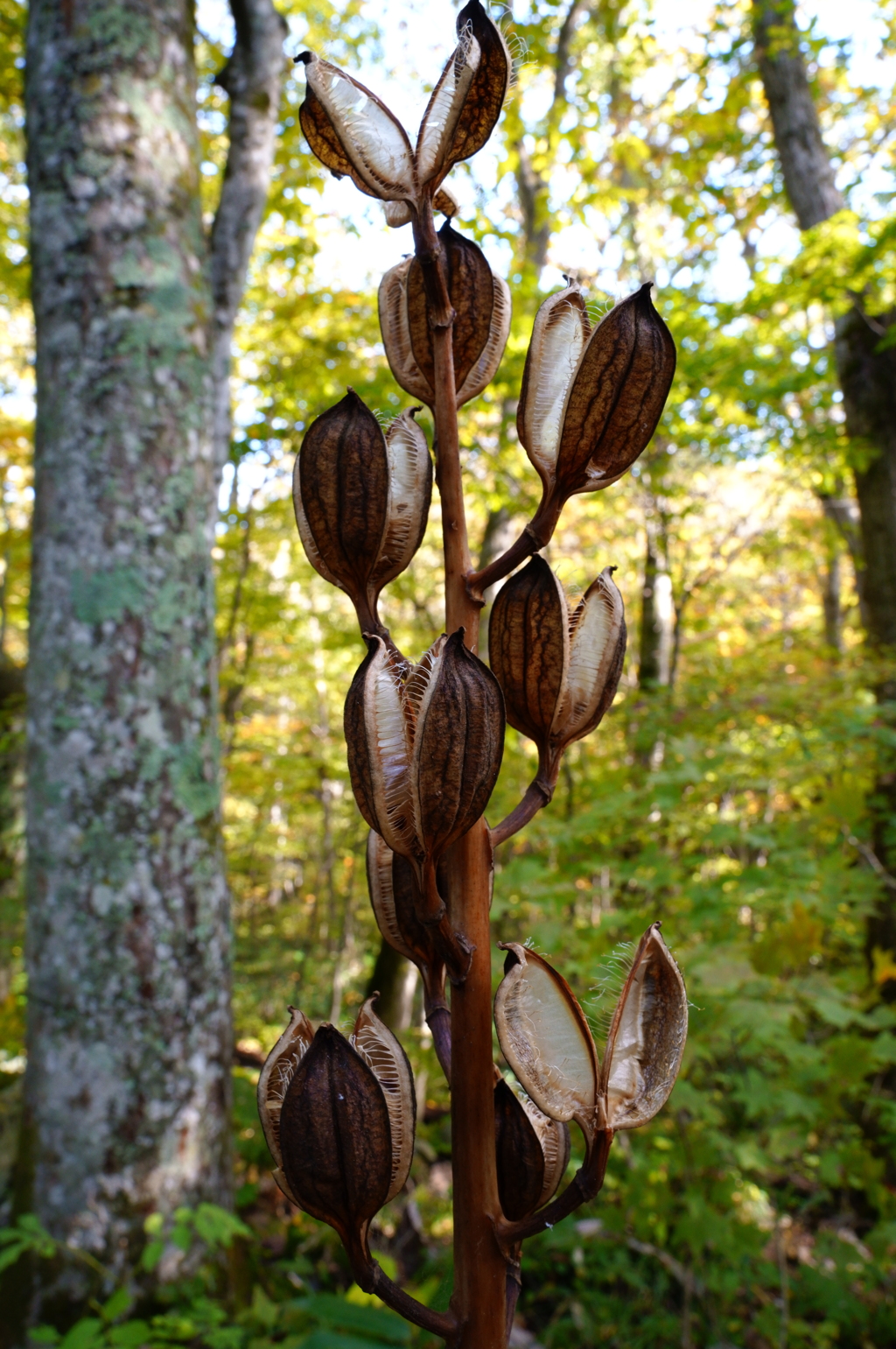 果たしてこれは