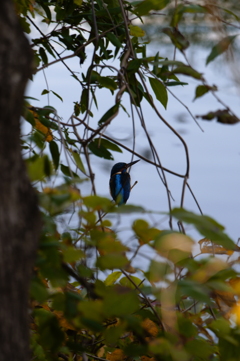 茂みの向こう側