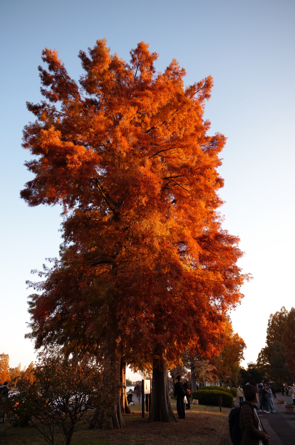 夕日に照らされる紅葉