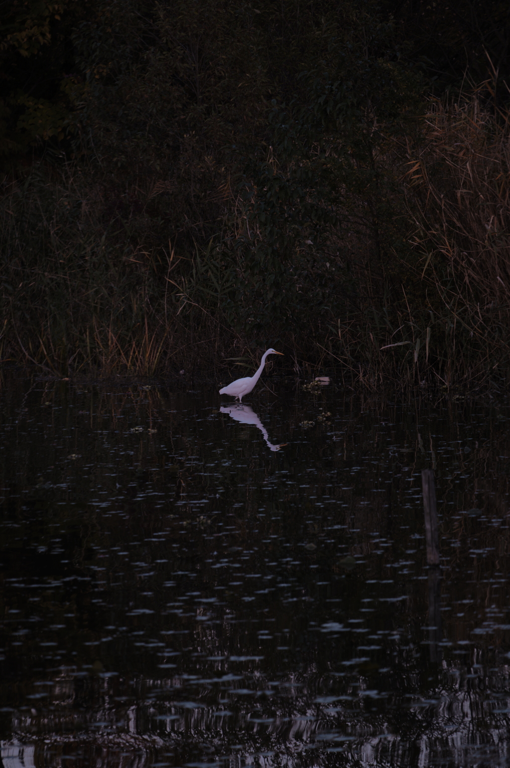 暗がりに白い影